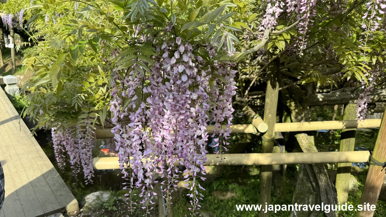 萬葉植物園の藤の園(30)