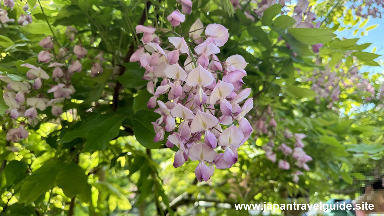 萬葉植物園の藤の園(32)