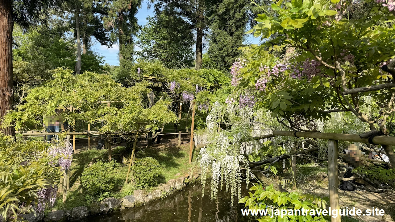 萬葉植物園の藤の園(32)