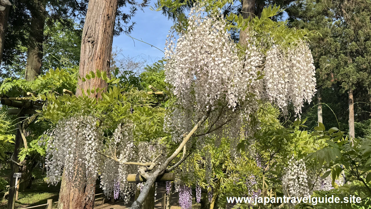 萬葉植物園の藤の園(33)