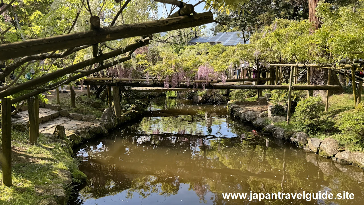 萬葉植物園の藤の園(34)