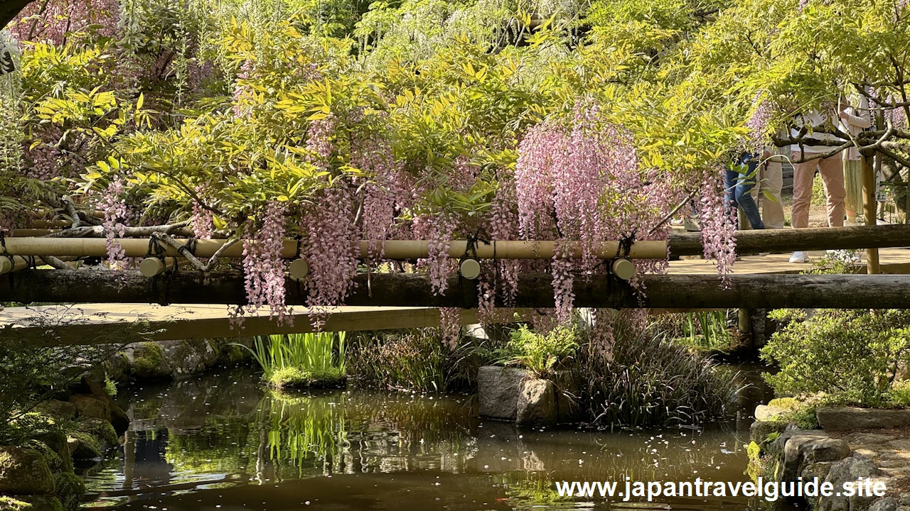 萬葉植物園の藤の園(35)