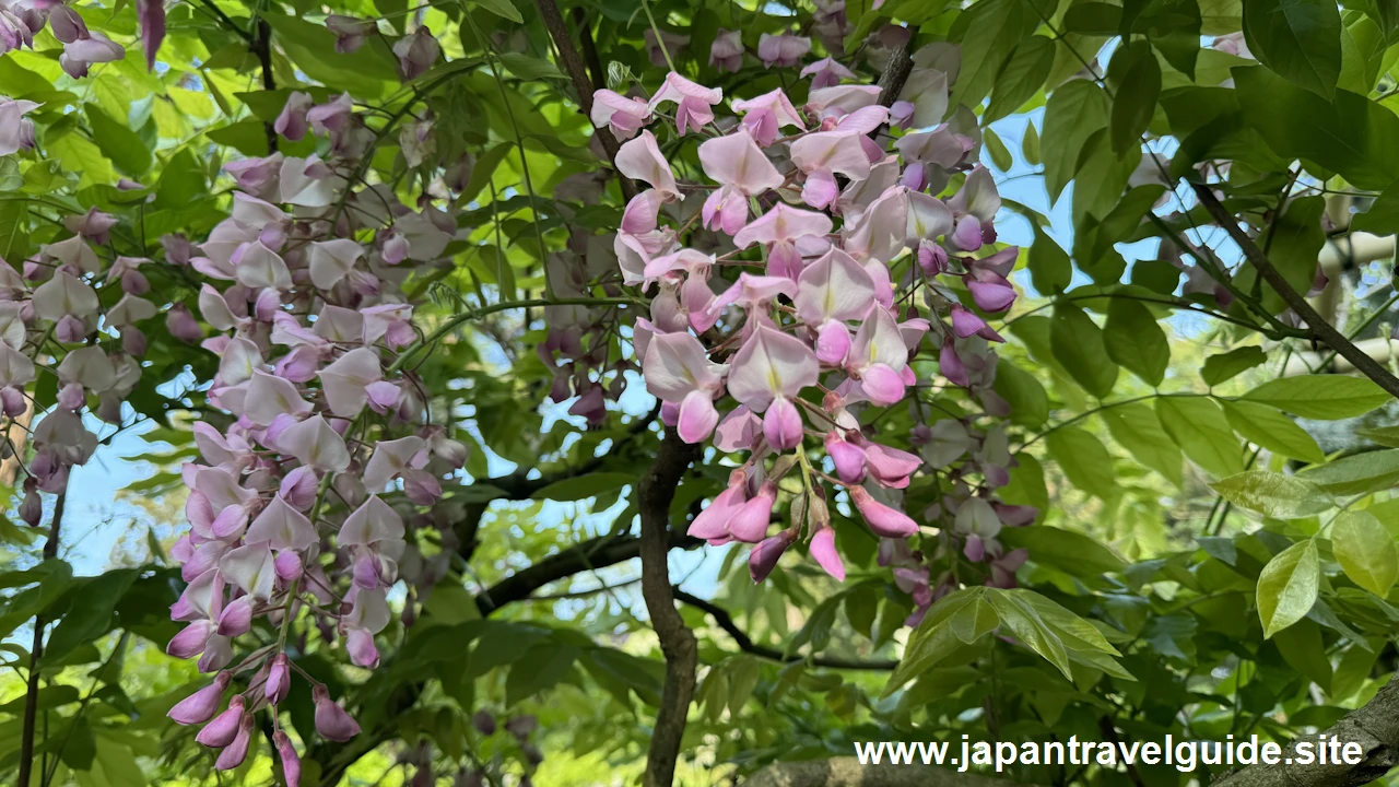 萬葉植物園の藤の園(36)