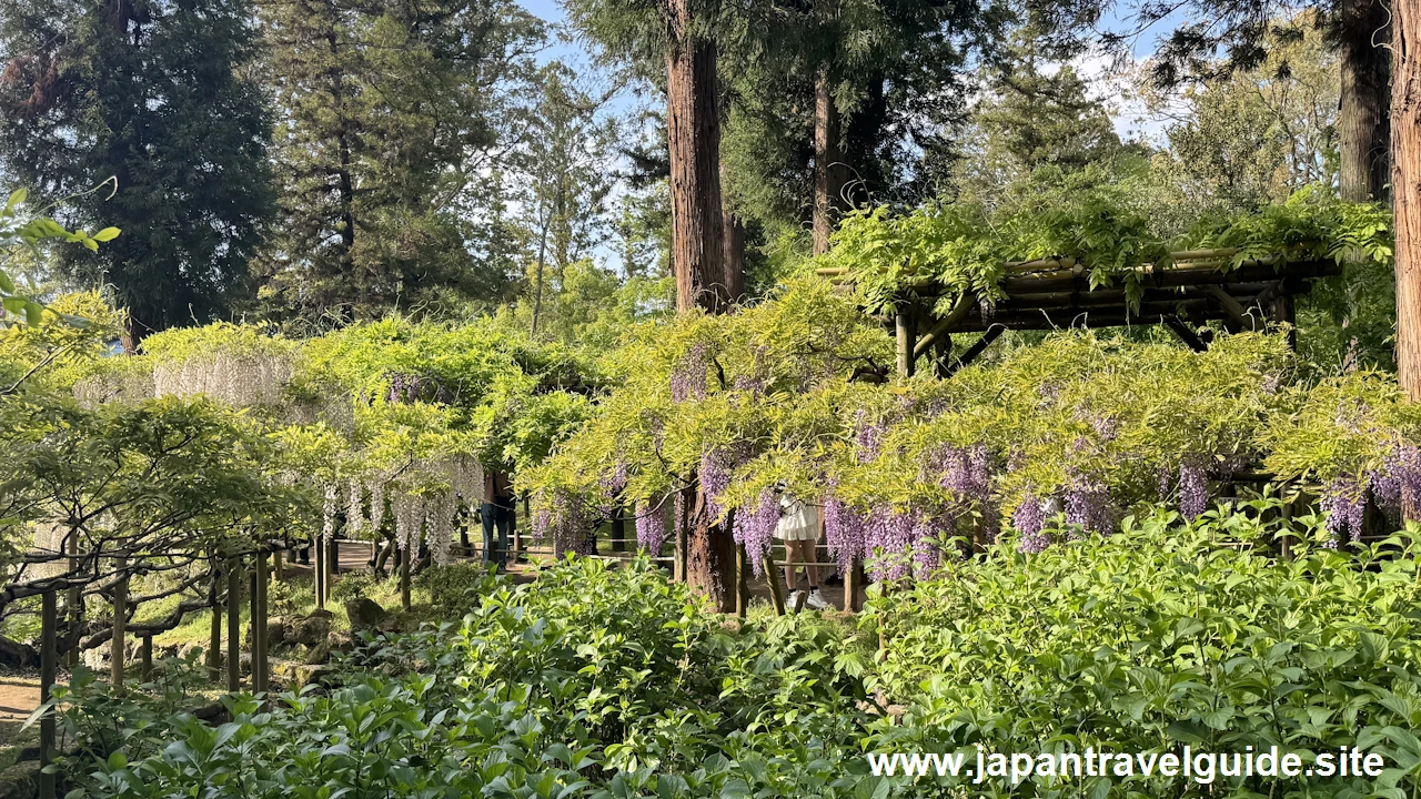 萬葉植物園の藤の園(37)