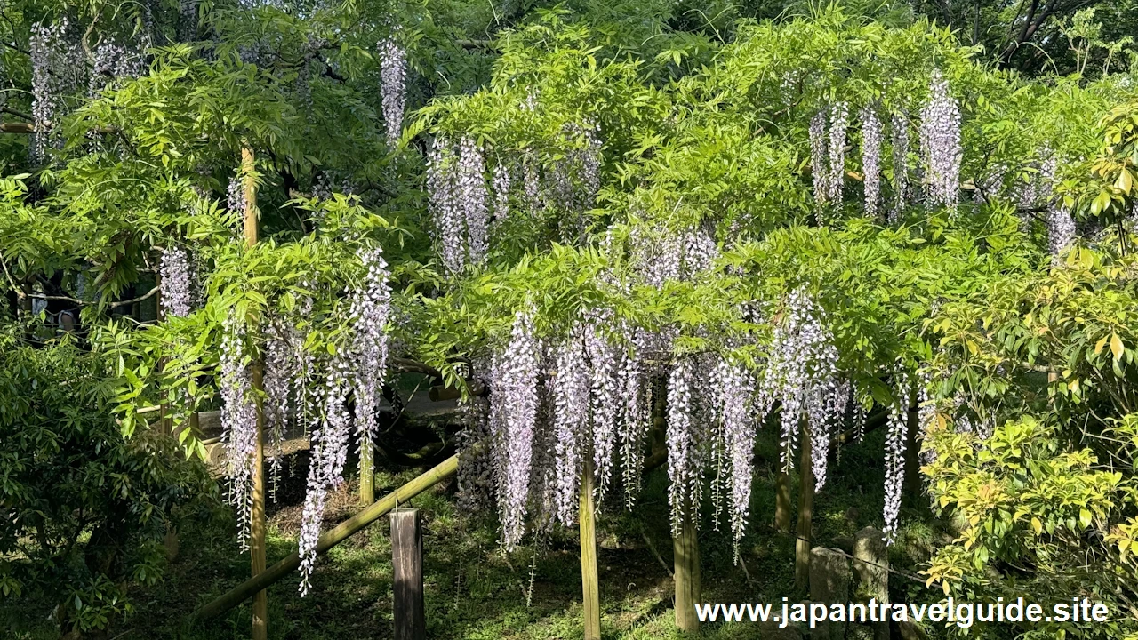 萬葉植物園の藤の園(38)