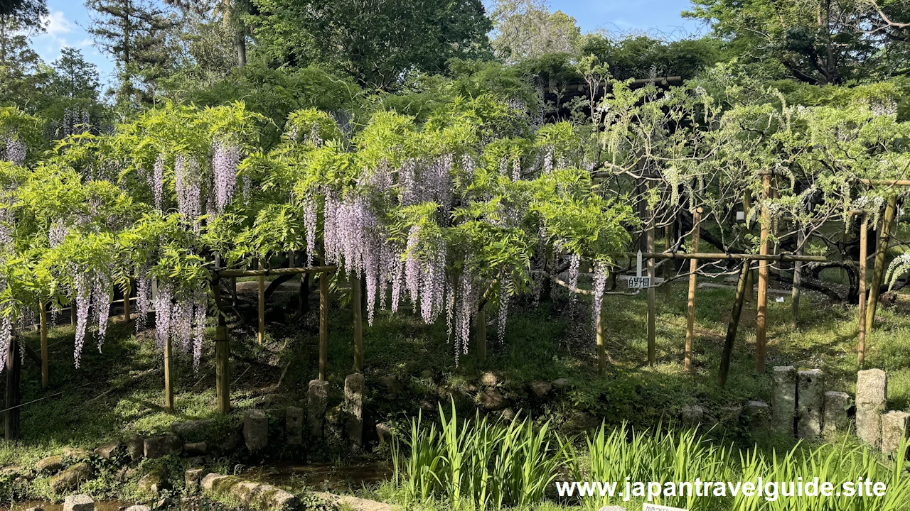 萬葉植物園の藤の園(39)