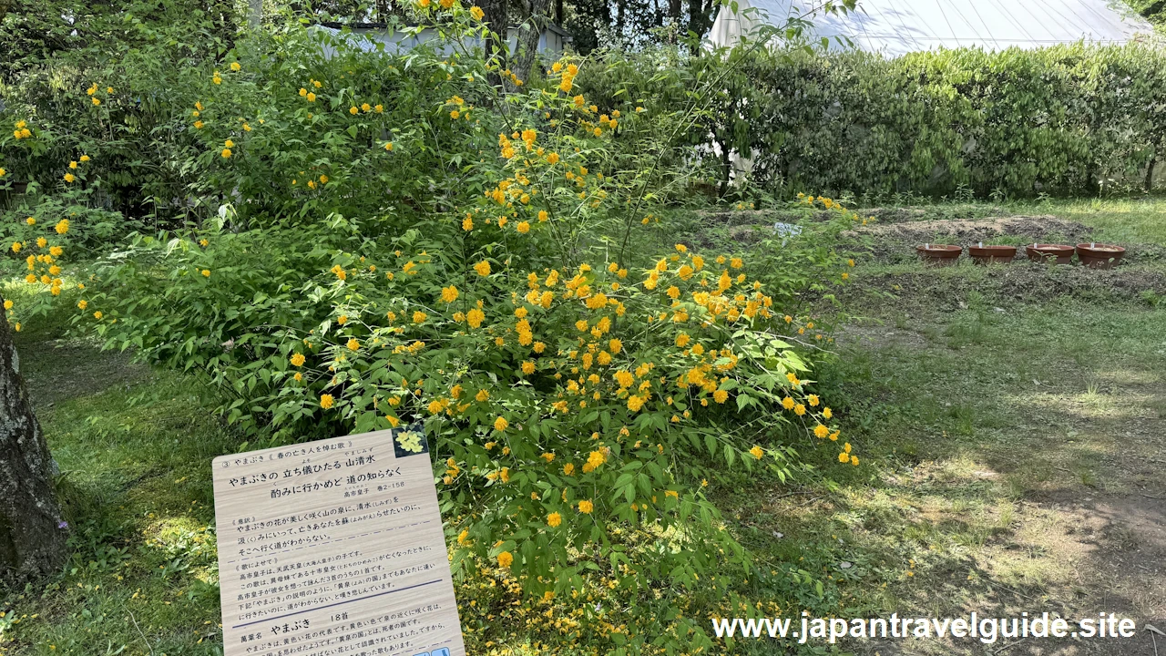 萬葉植物園の藤の園(2)