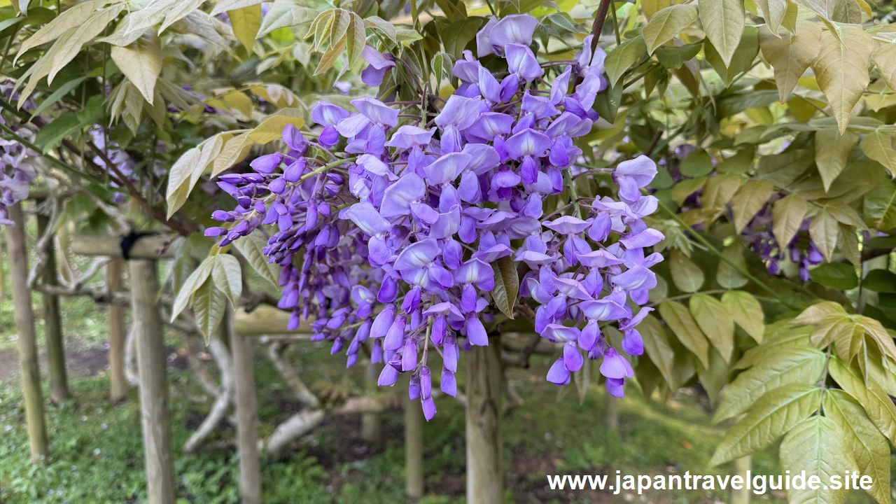 萬葉植物園の藤の園(41)