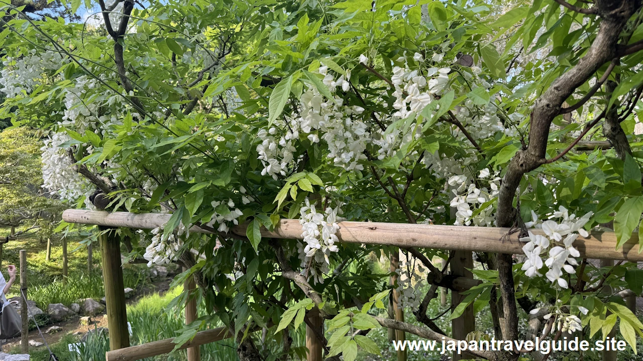 萬葉植物園の藤の園(42)