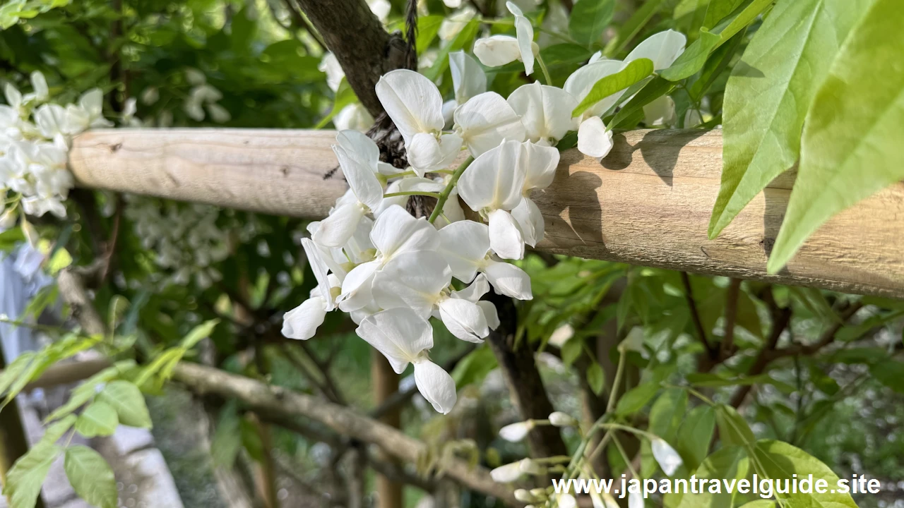 萬葉植物園の藤の園(43)