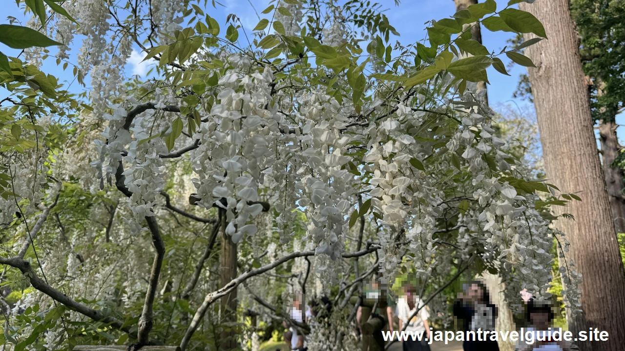 萬葉植物園の藤の園(44)