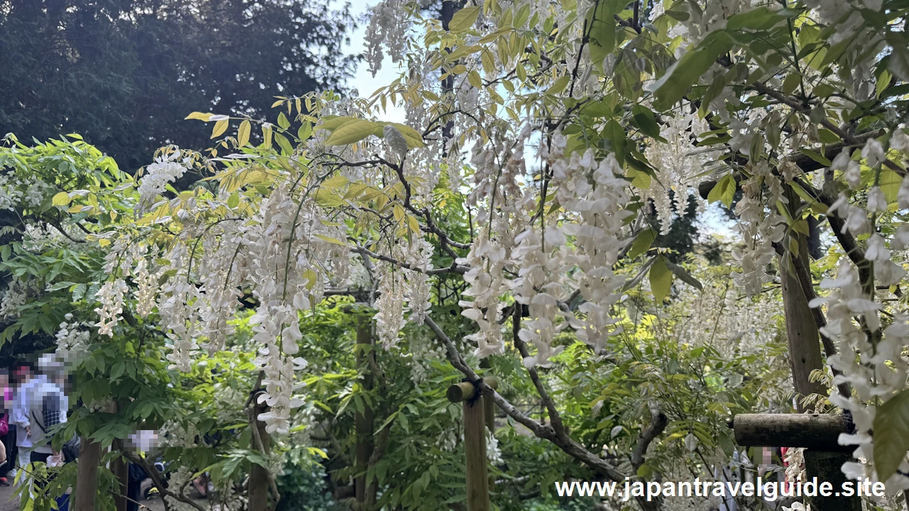 萬葉植物園の藤の園(45)