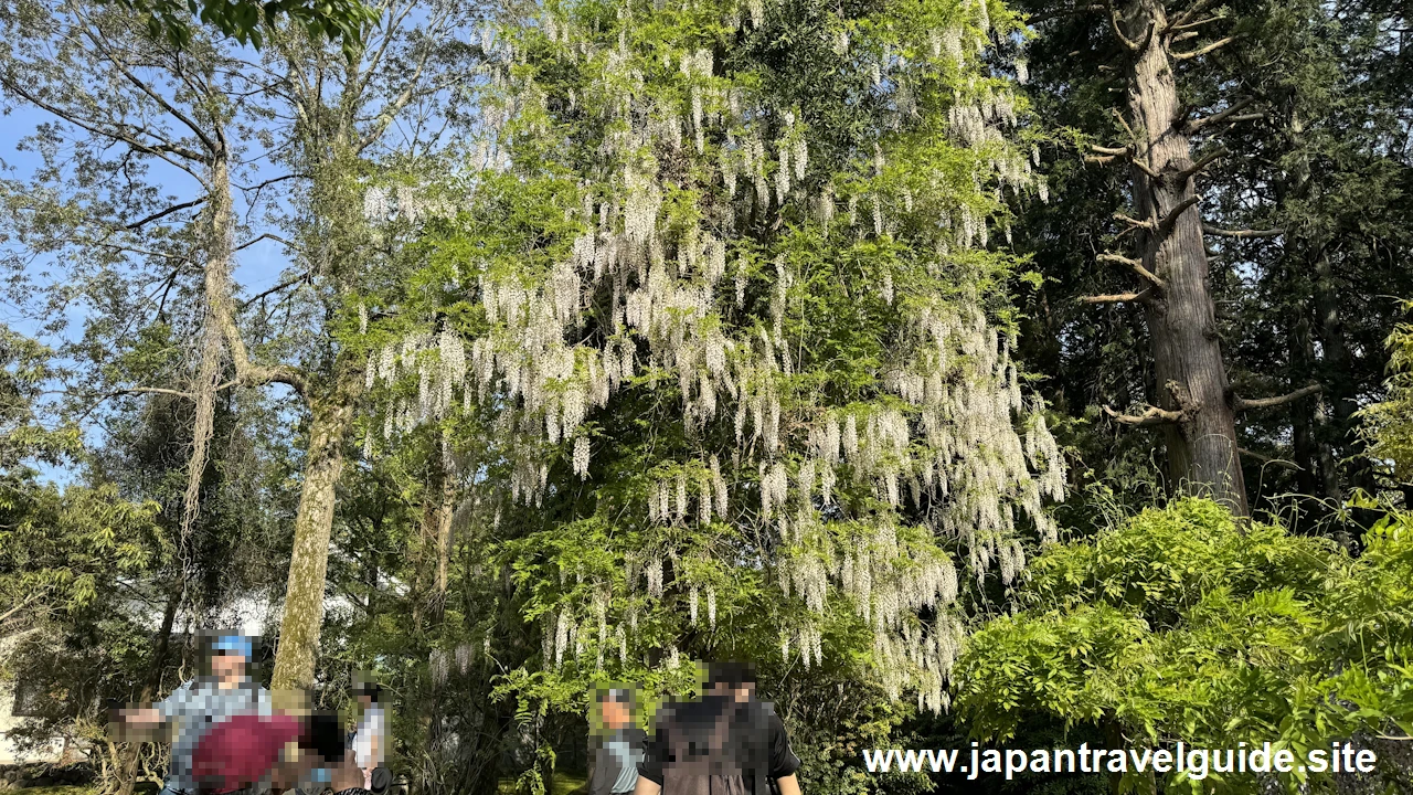 萬葉植物園の藤の園(47)