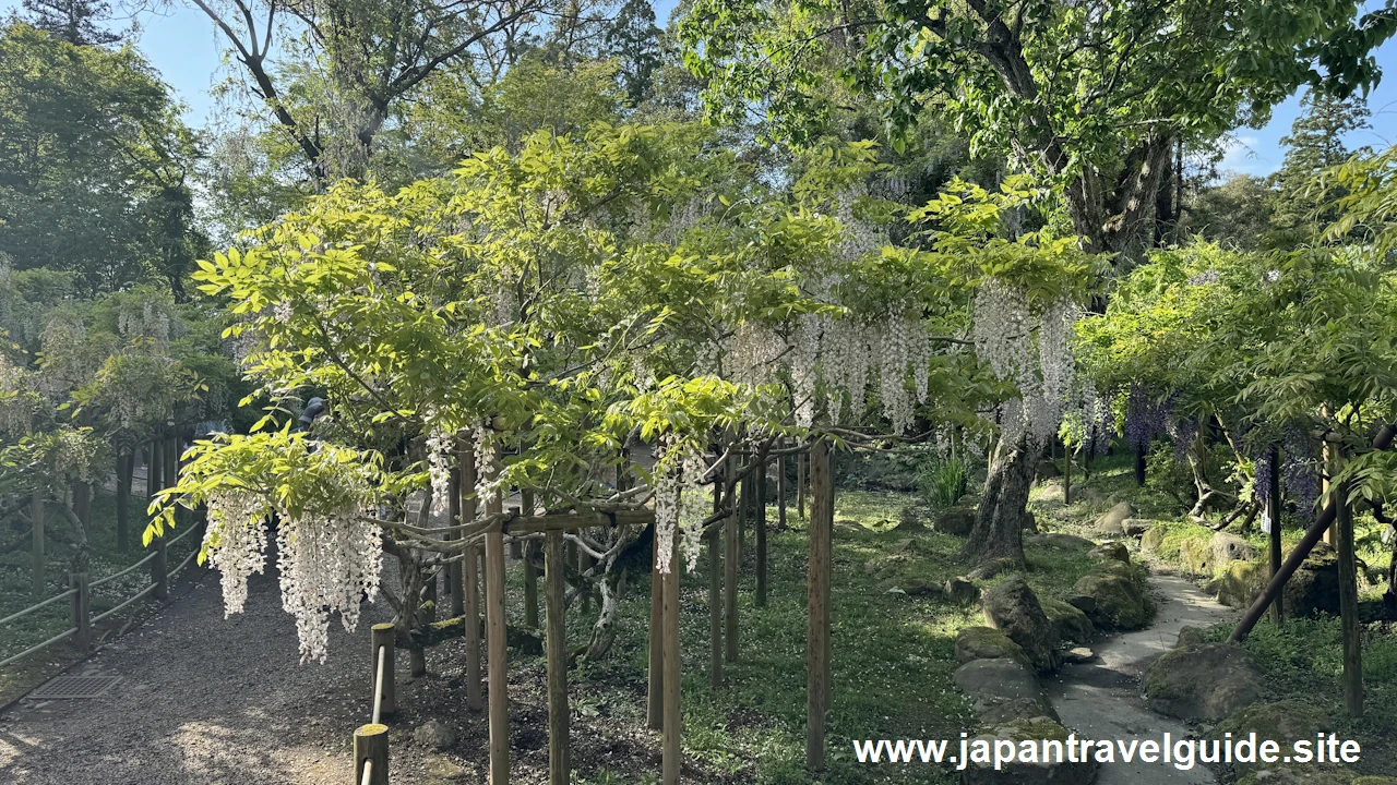 萬葉植物園の藤の園(48)