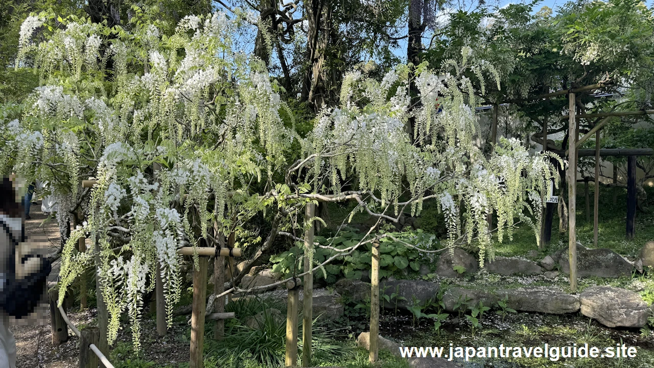 萬葉植物園の藤の園(49)