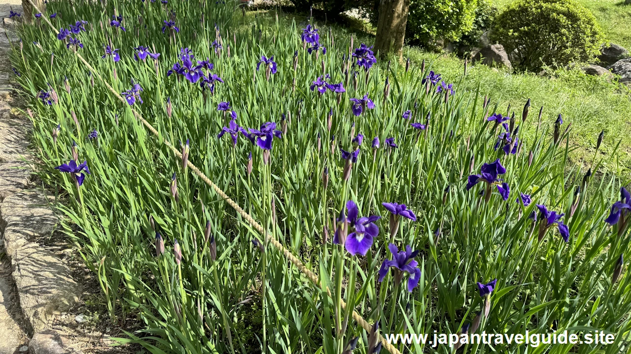 萬葉植物園の藤の園(3)