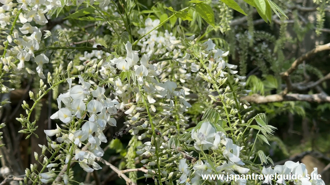 萬葉植物園の藤の園(50)