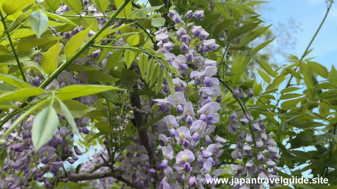 萬葉植物園の藤の園(51)