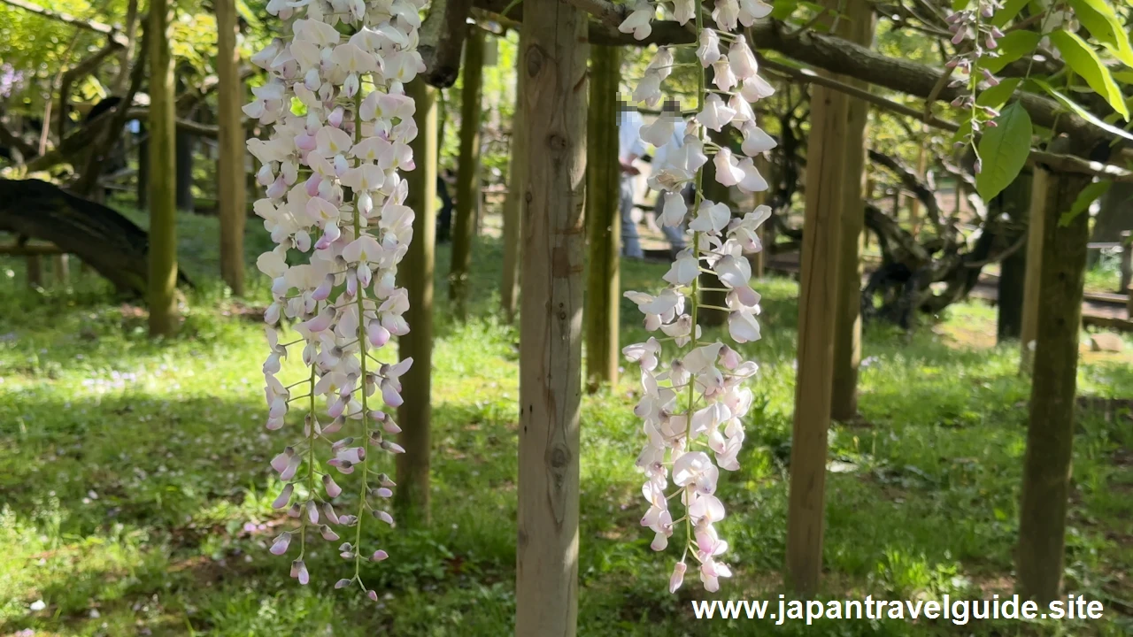 萬葉植物園の藤の園(53)