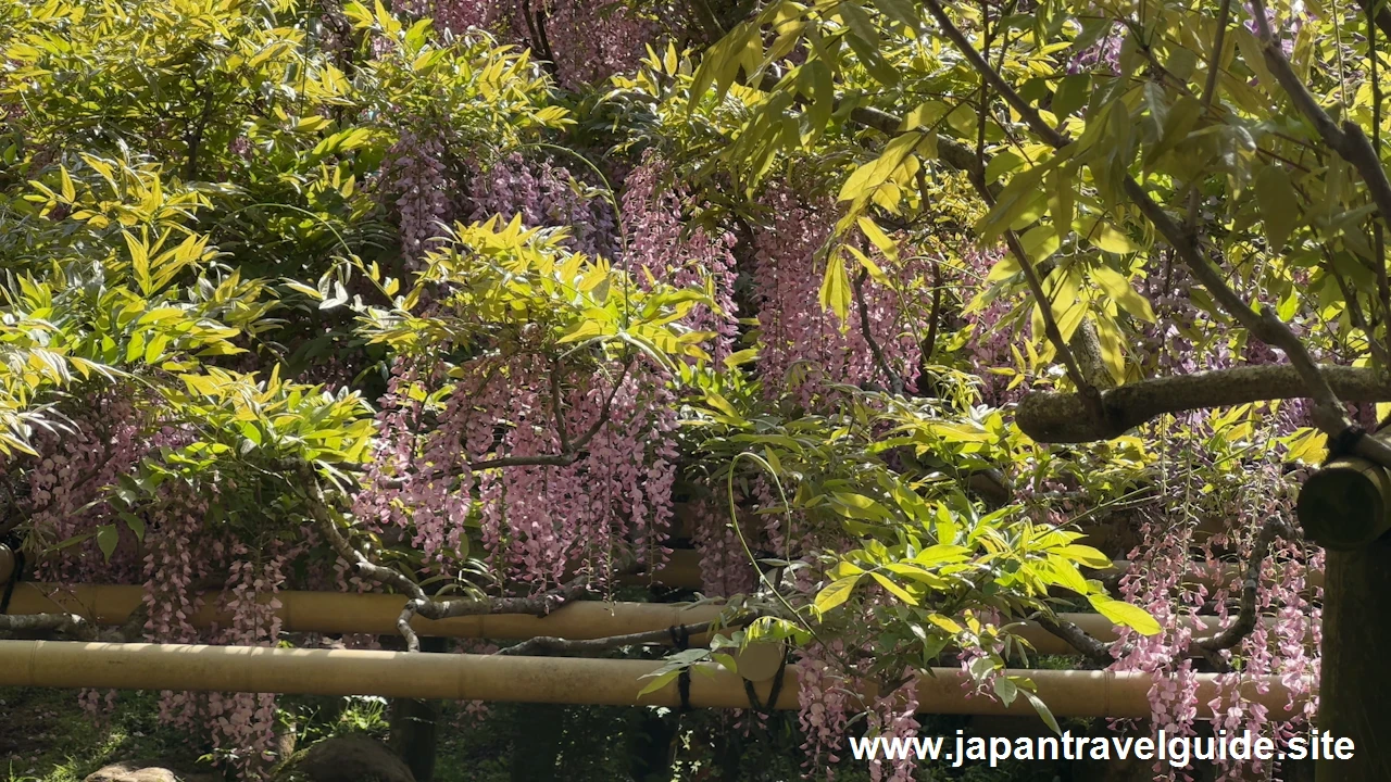 萬葉植物園の藤の園(54)