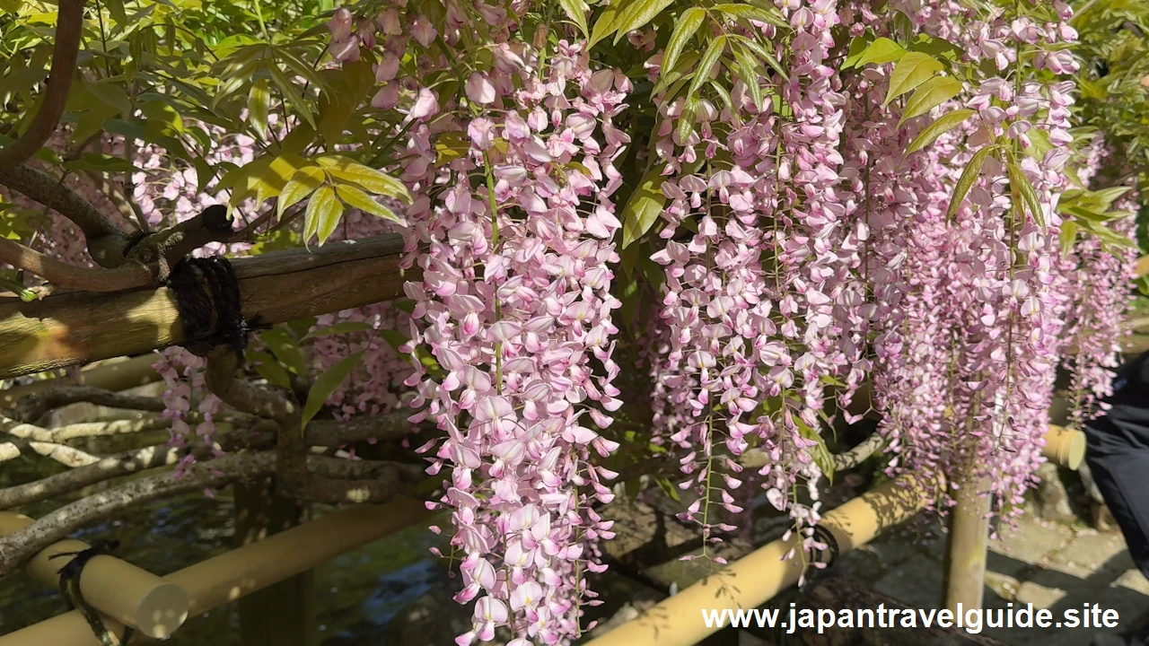 萬葉植物園の藤の園(57)