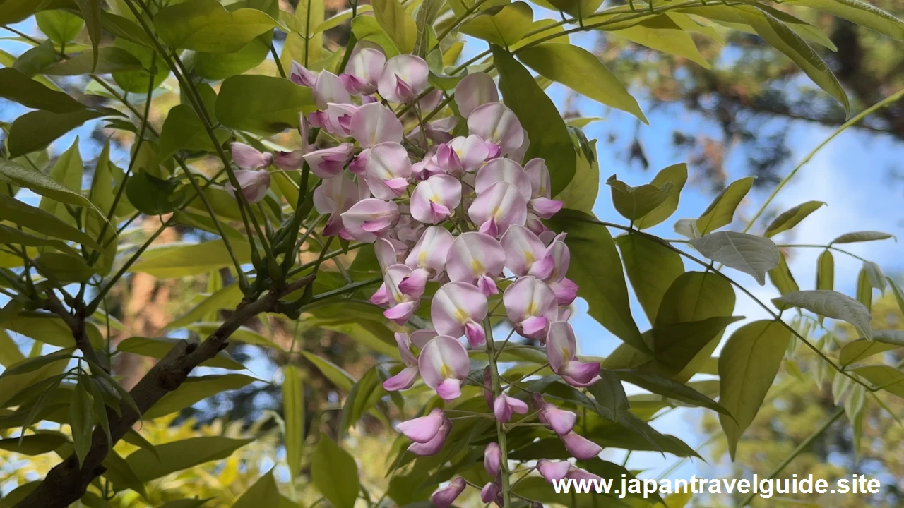 萬葉植物園の藤の園(59)