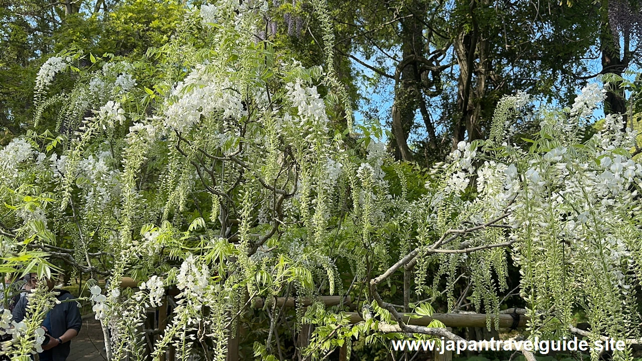 萬葉植物園の藤の園(8)