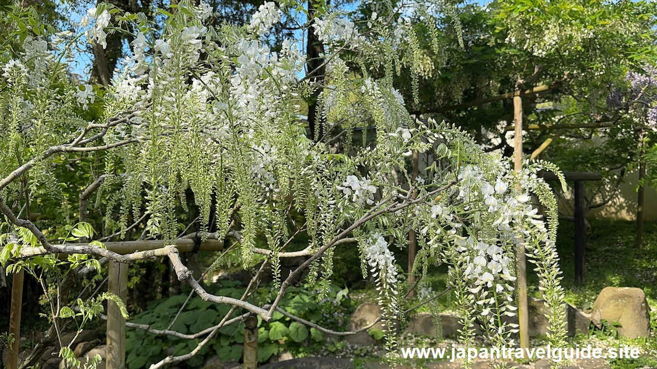 萬葉植物園の藤の園(9)