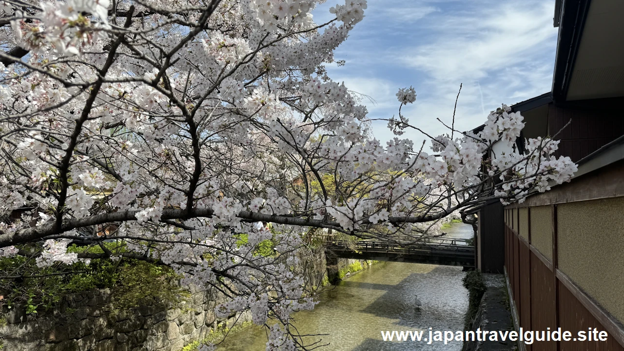 祇園白川の大和橋から巽橋の桜(1)