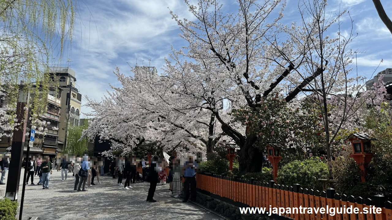 祇園白川の大和橋から巽橋の桜(10)