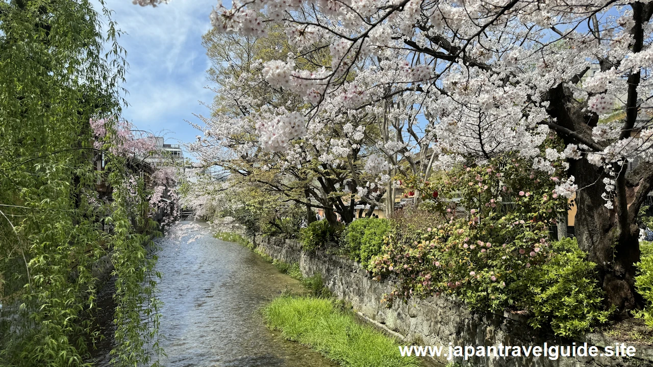 祇園白川の大和橋から巽橋の桜(11)