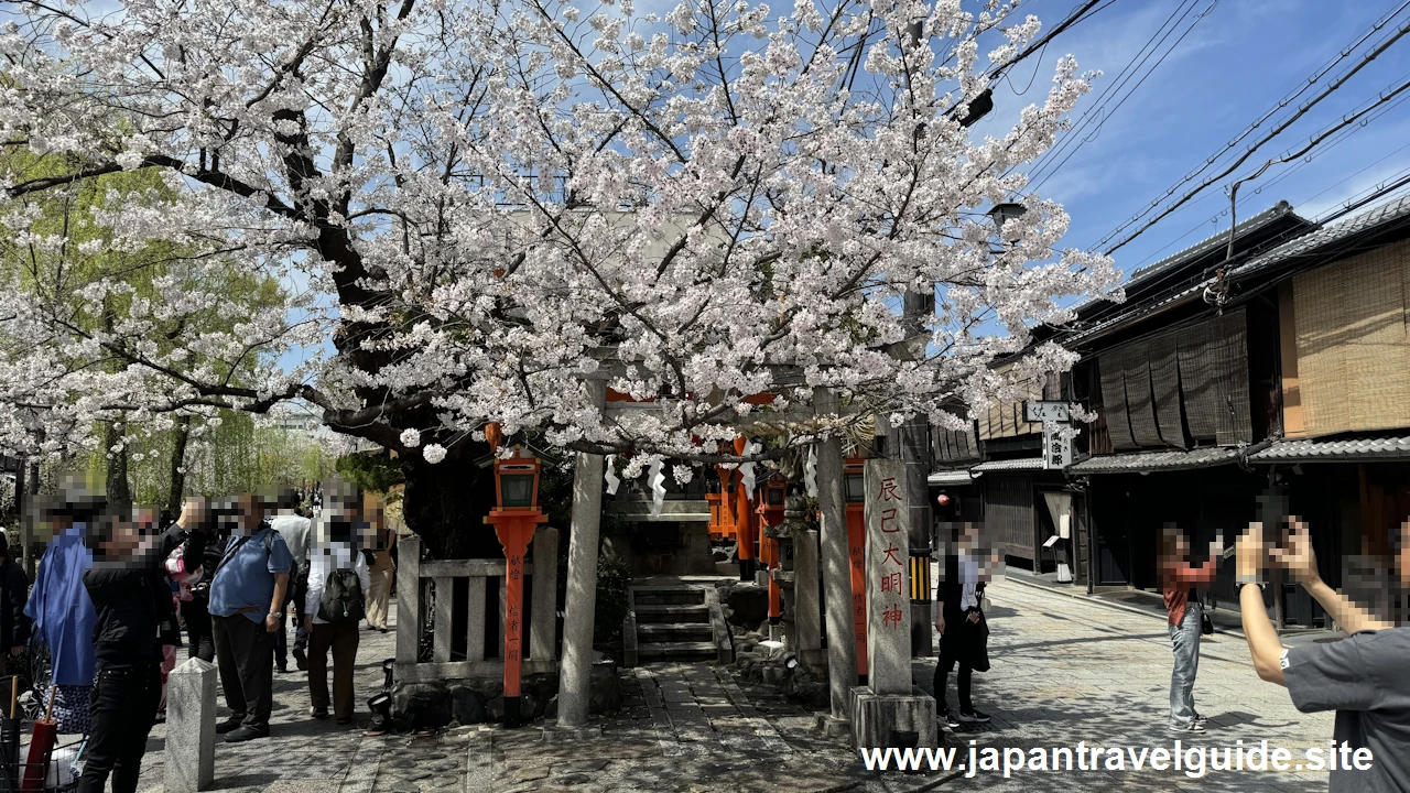 祇園白川の大和橋から巽橋の桜(12)