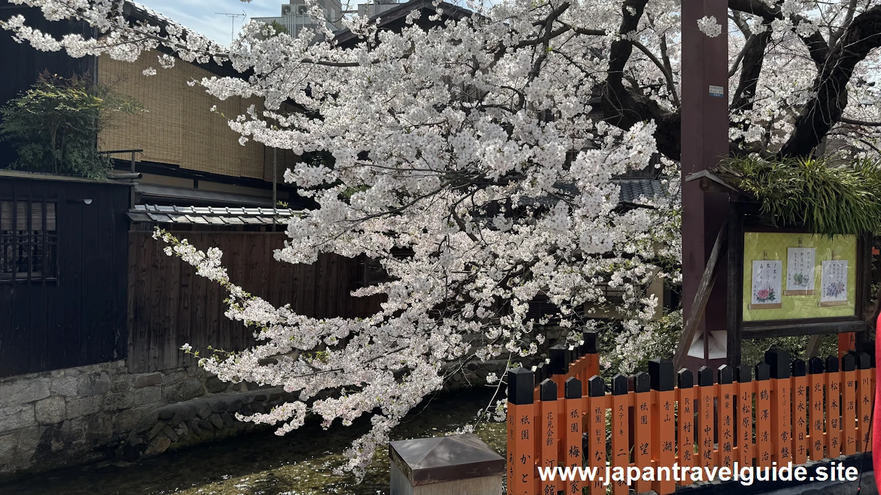 祇園白川の大和橋から巽橋の桜(13)