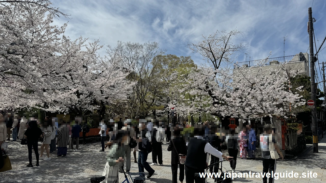 祇園白川の大和橋から巽橋の桜(14)