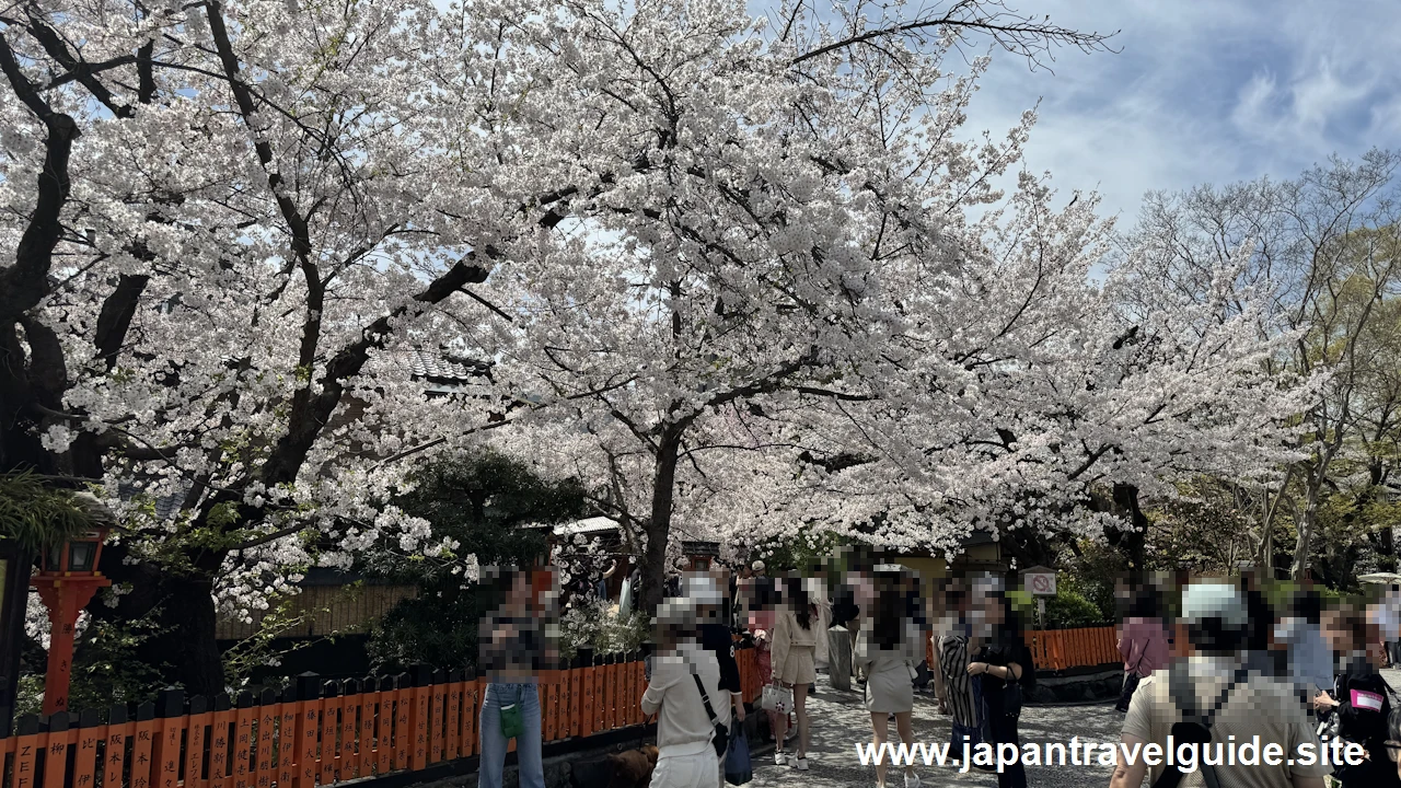 祇園白川の大和橋から巽橋の桜(15)