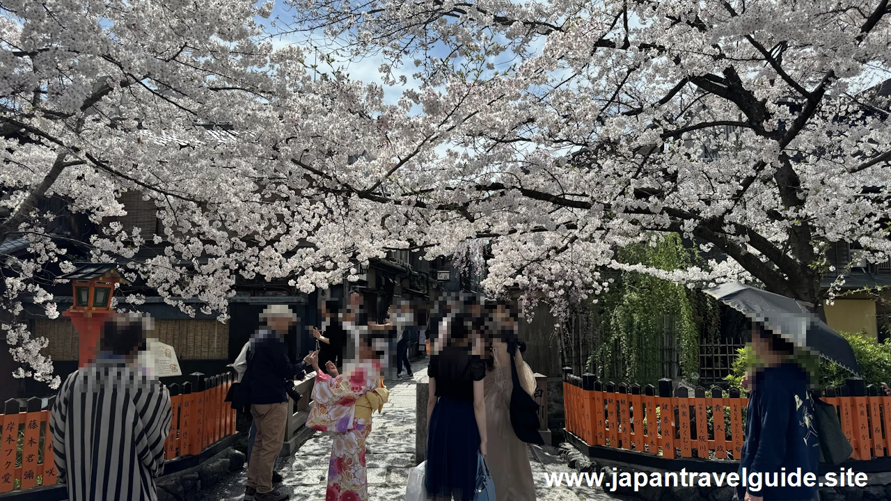 祇園白川の大和橋から巽橋の桜(17)