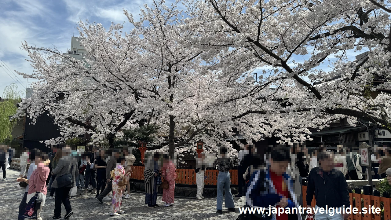 祇園白川の大和橋から巽橋の桜(18)