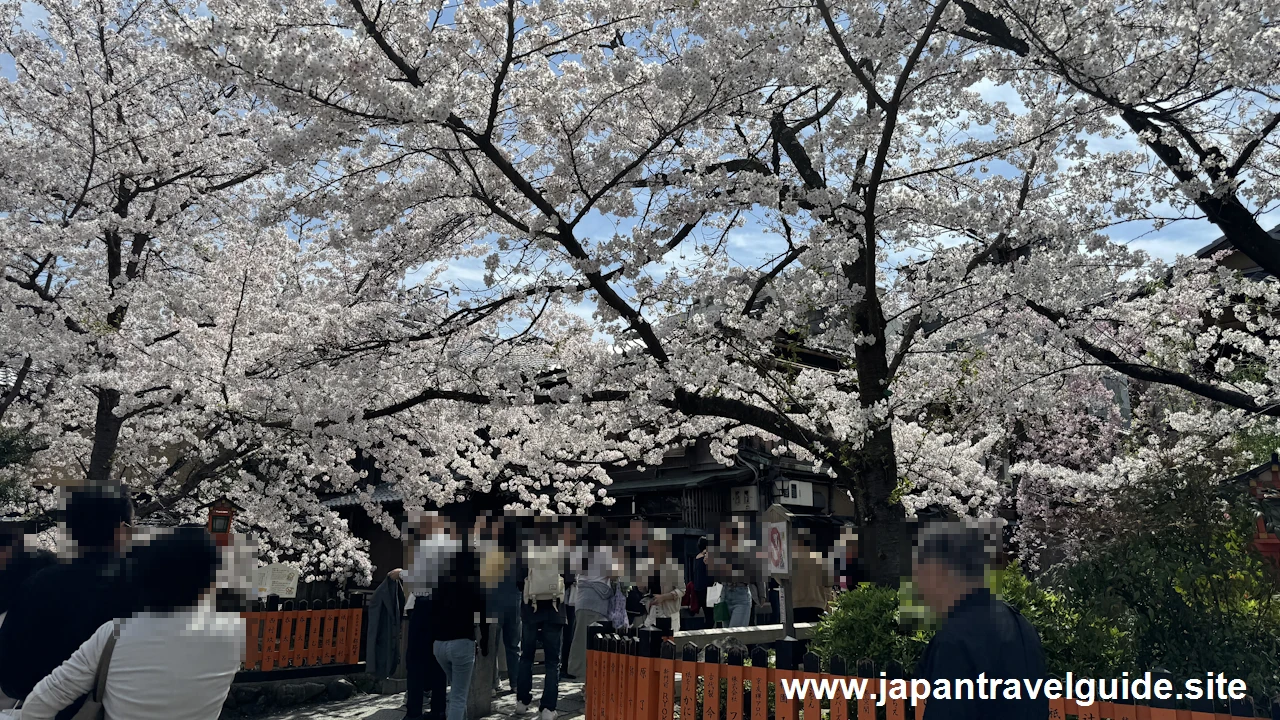 祇園白川の大和橋から巽橋の桜(19)