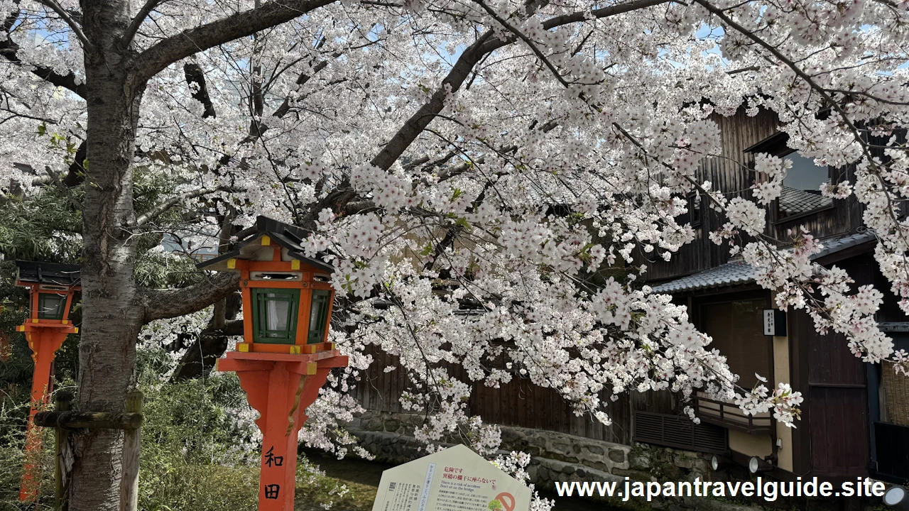 祇園白川の大和橋から巽橋の桜(20)