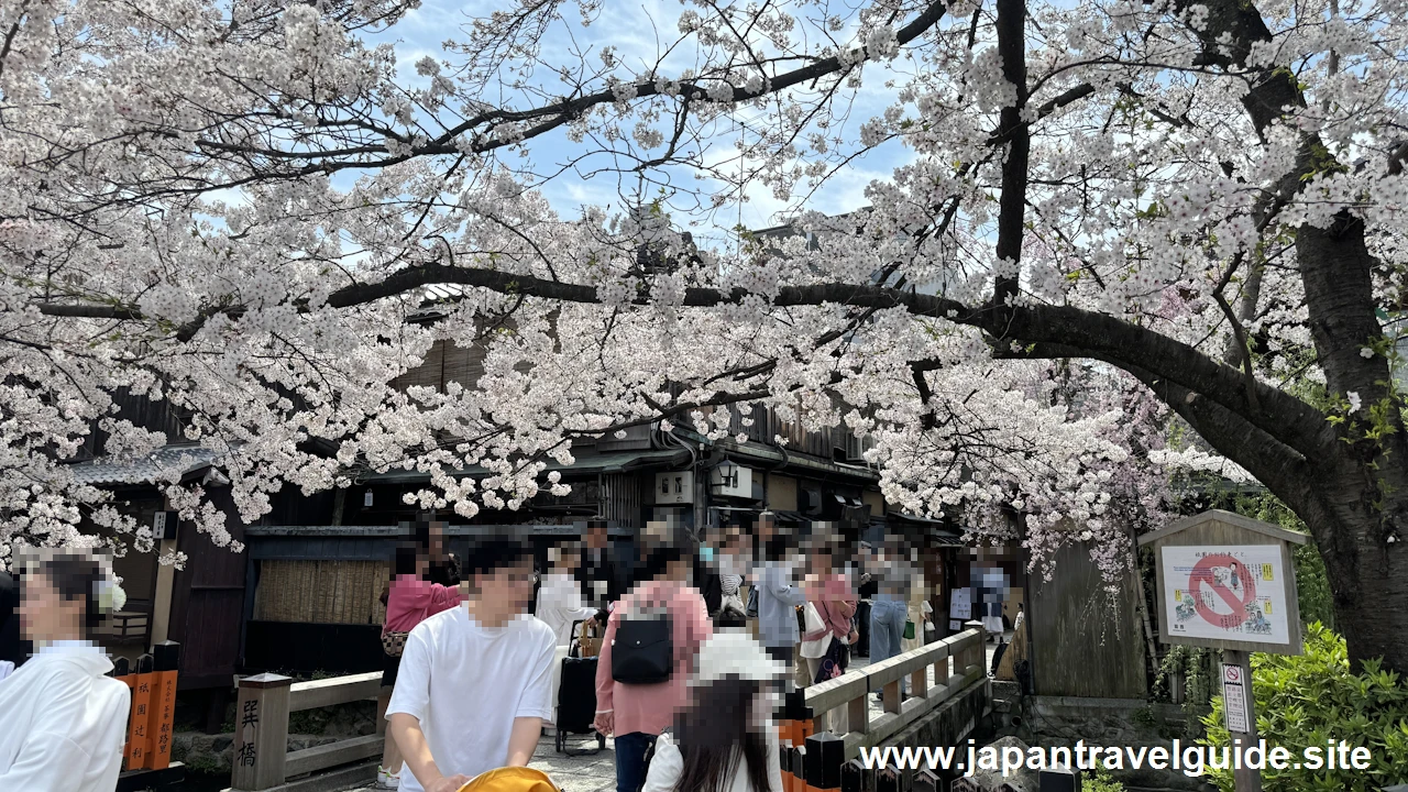 祇園白川の大和橋から巽橋の桜(22)