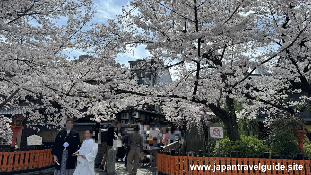 祇園白川の大和橋から巽橋の桜(23)