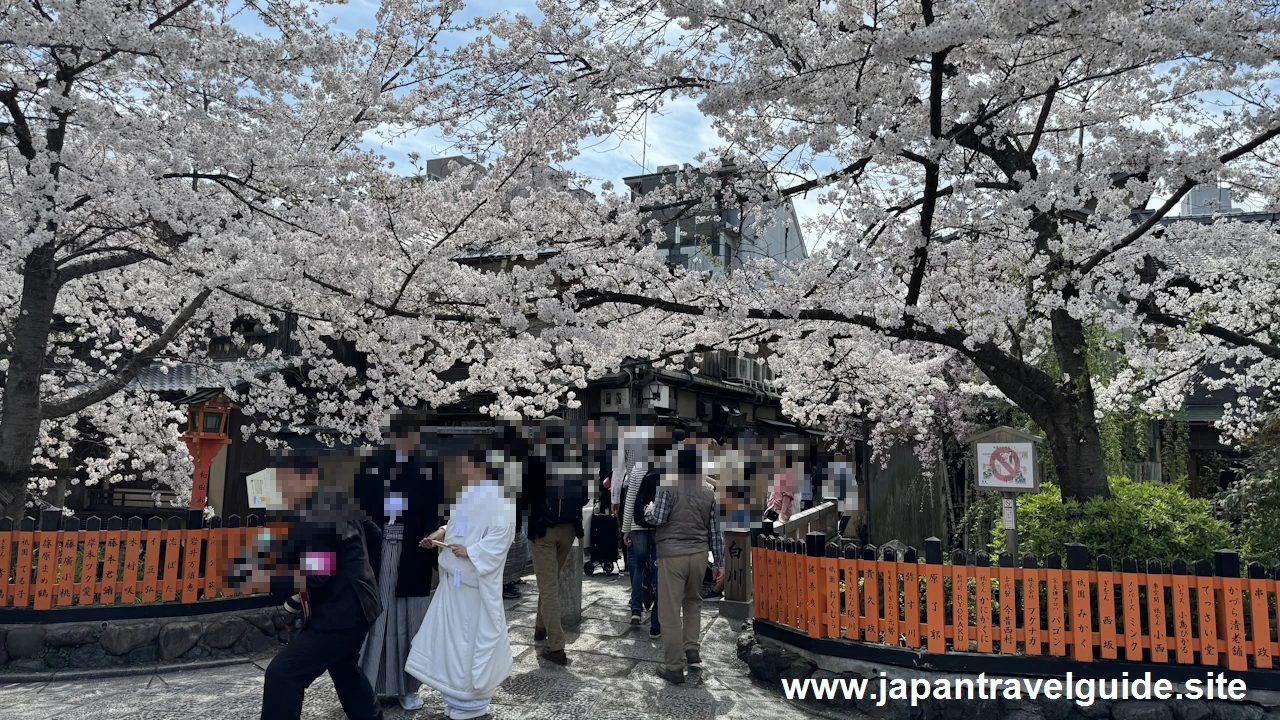 祇園白川の大和橋から巽橋の桜(24)