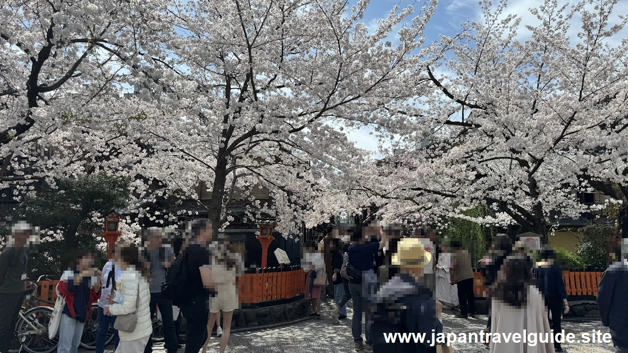 祇園白川の大和橋から巽橋の桜(25)