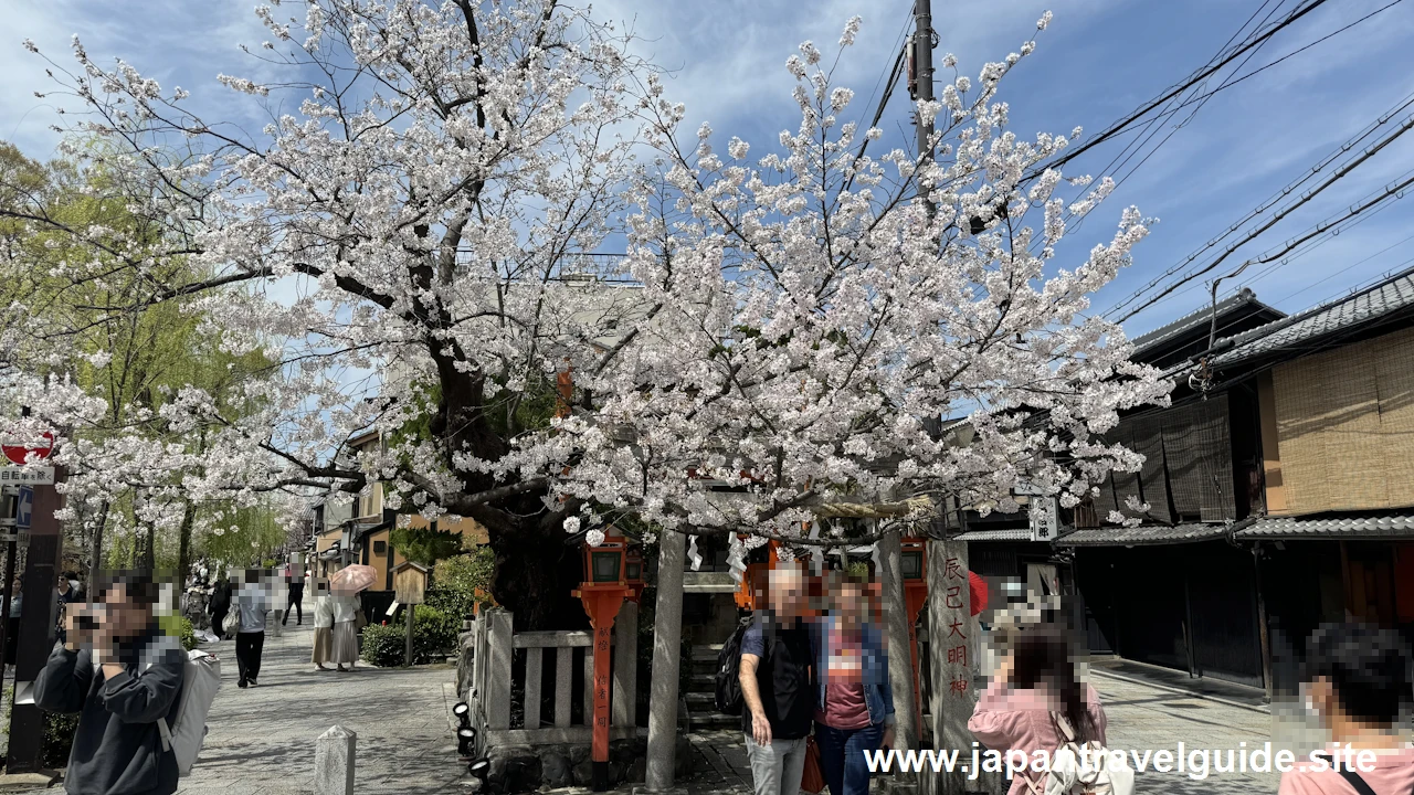 祇園白川の大和橋から巽橋の桜(26)