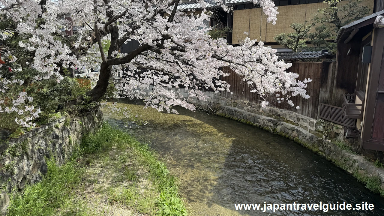 祇園白川の大和橋から巽橋の桜(28)