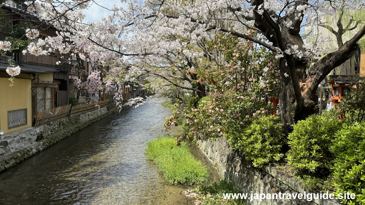 祇園白川の大和橋から巽橋の桜(29)