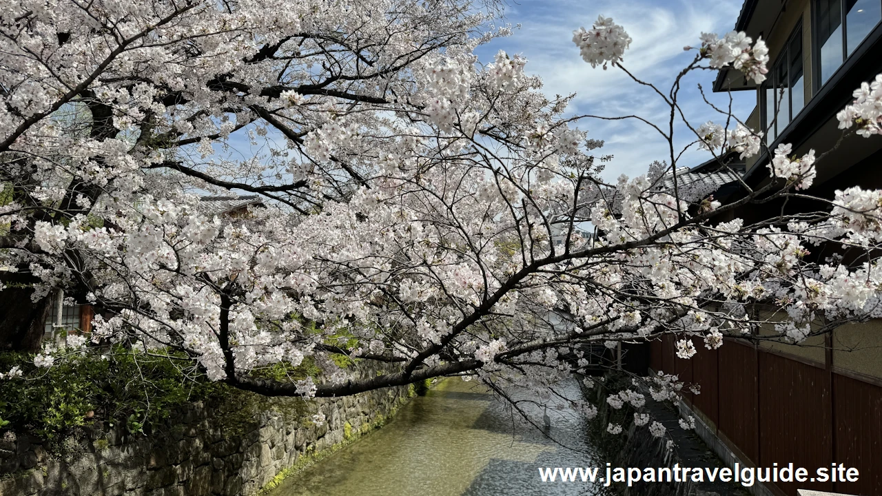 祇園白川の大和橋から巽橋の桜(3)