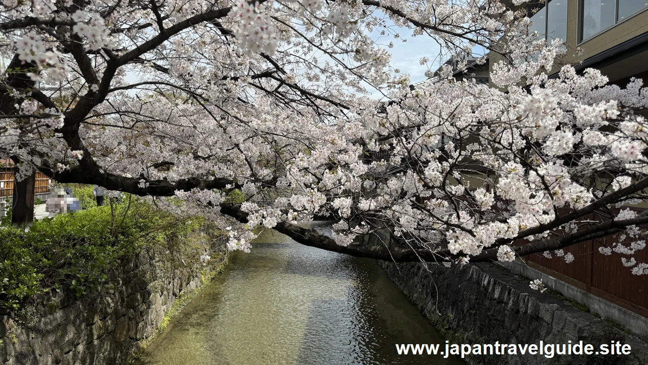 祇園白川の大和橋から巽橋の桜(31)