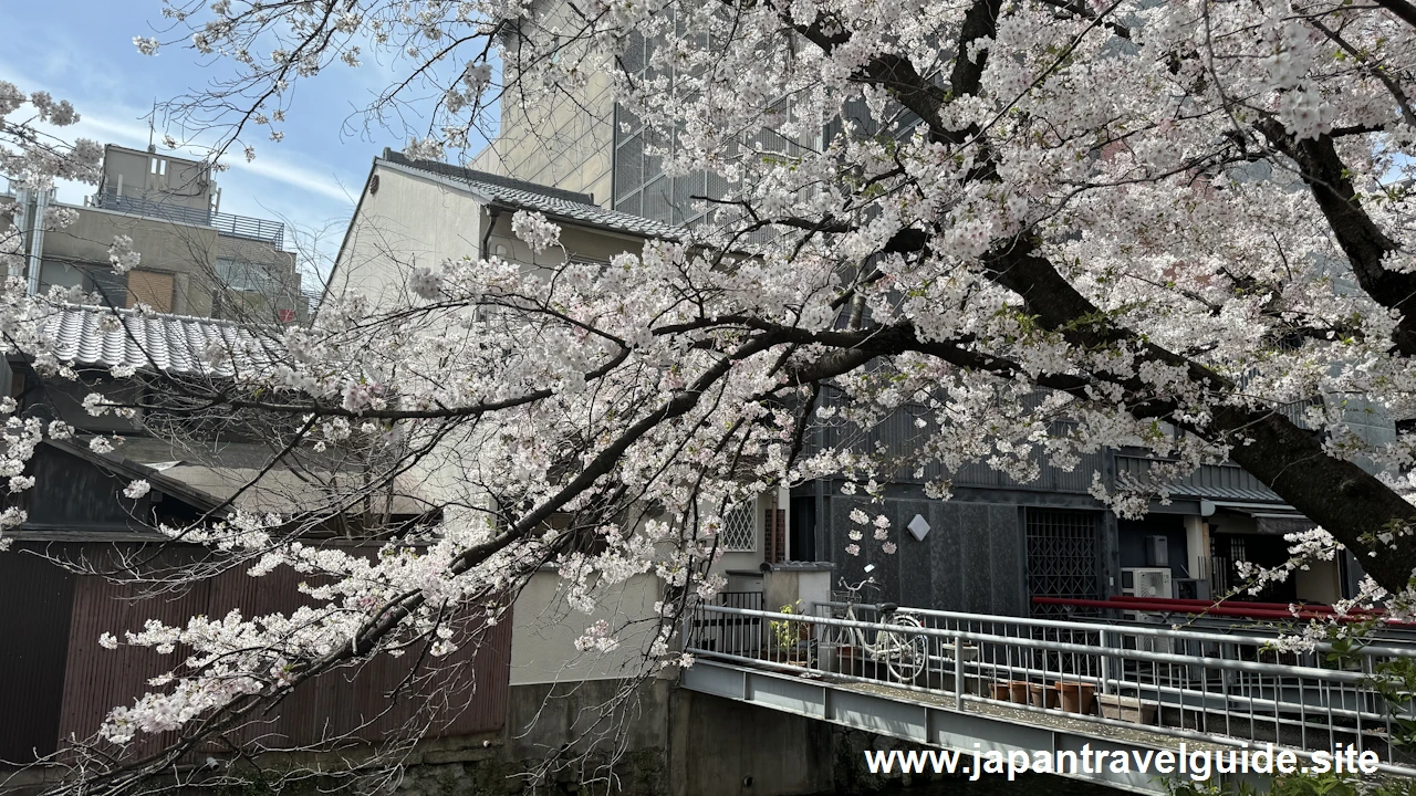 祇園白川の大和橋から巽橋の桜(33)