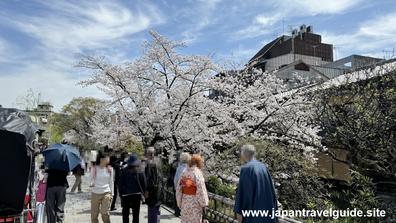 祇園白川の大和橋から巽橋の桜(5)